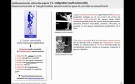 CN Systèmes sensoriels et motricité - Intégration sensorielle