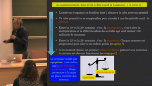 Le cerveau vieillit-il ? Une approche du développement du cerveau et de l'évolution des modalités sensorielles et attentionnelles au cours du temps