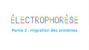 La boite à techniques : Electrophorèse partie 2 migration des protéines