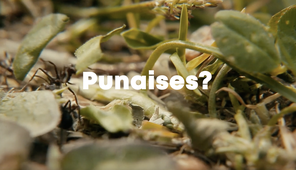 GRESEC - Projet Punaises